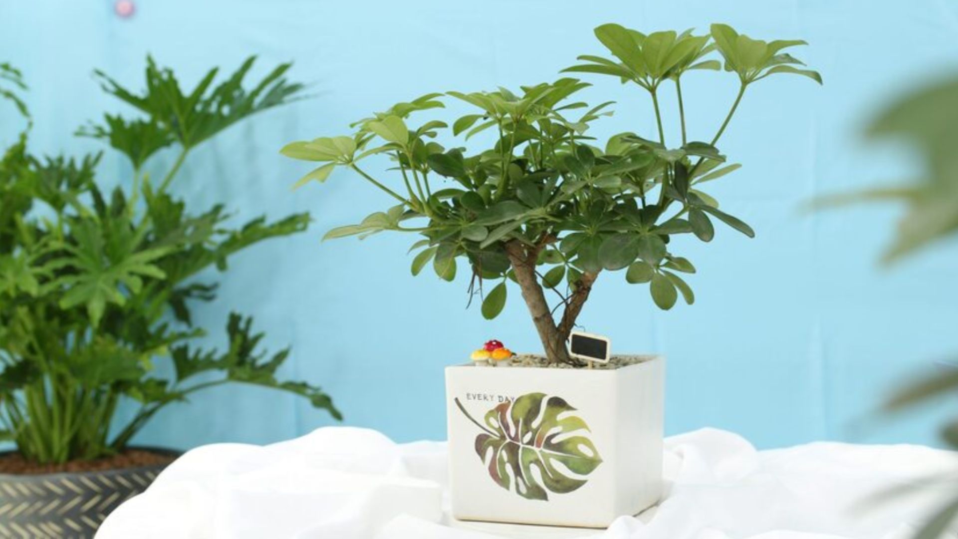 Công Dụng Của Cây Ngũ Gia Bì